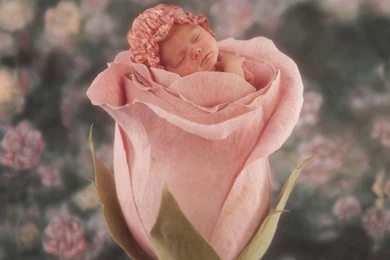 Cute Fairy Baby Wallpapers