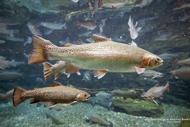 Wallpapers Fish, Water, Rainbow, North American, Brook Char Trout ...