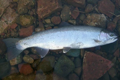 Rainbow Trout Wallpaper Images   Android Apps And Tests   AndroidPIT