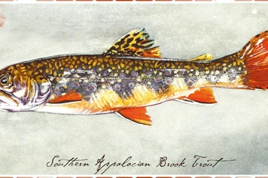 SOUTHERN APPALACIAN BROOK TROUT 2 WALLPAPER   (