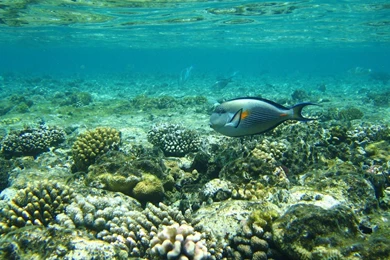 Trout Ironfish Wallpapers   713701