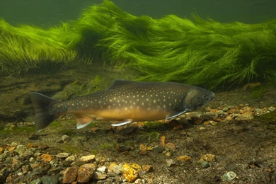 1 Trout HD Wallpapers