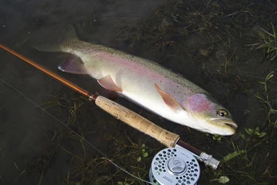 Rainbow Trout Wallpaper Images   Android Apps And Tests   AndroidPIT