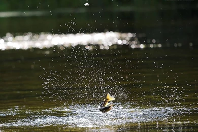 Beautiful Pictures Of Trout, Salmon, And Grayling