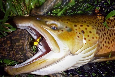 Mousing Rules!   General Trout & Fishing Discussion   Driftless ...