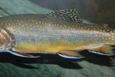 Brook Trout Photo And Wallpaper. Cute Brook Trout Pictures