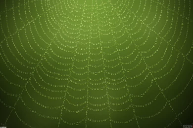 Green Spider Web Wallpapers
