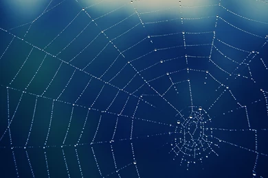 Spider Web Backgrounds Wallpapers Cave