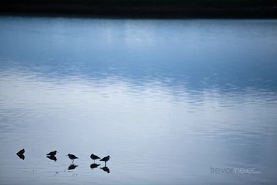 Trevormeier.com » Wallpapers – Birds In The Water