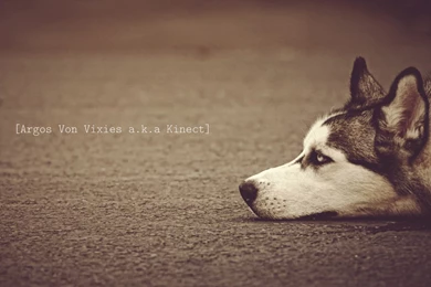 Dog And Bone Cartoon Wallpapers HD