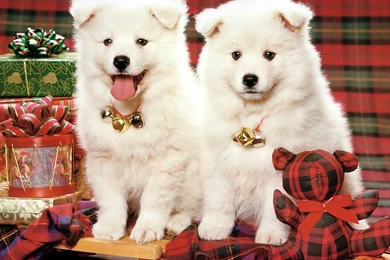 Desktop hd family christmas pics with dogs.jpg