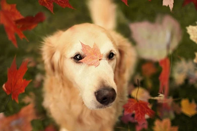 Autumn Wallpapers With A Dog And Leaves