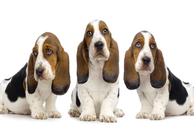 Sad Dogs Animal Wallpapers