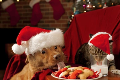 Christmas Wallpapers With Dogs