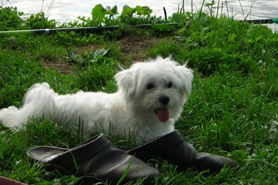 Dogs Wallpapers   Barbaras HD Wallpapers