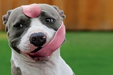 Pitbull Dogs Wallpapers