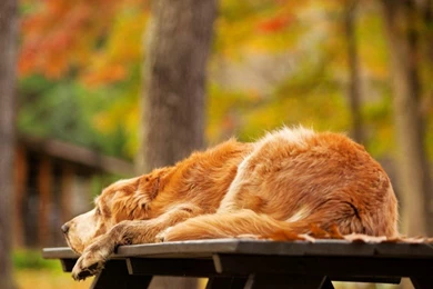 Free Wallpapers Downloader   Wallpapers