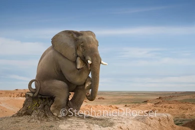 Funny Elephant Photos