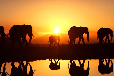 Elephant Twitter Cover & Twitter Backgrounds