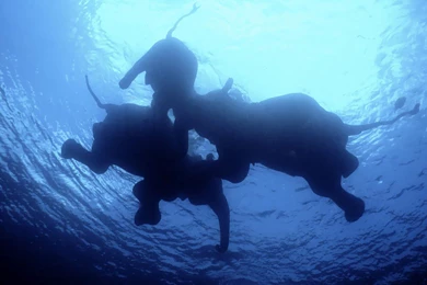 Swimming Elephants Wallpapers