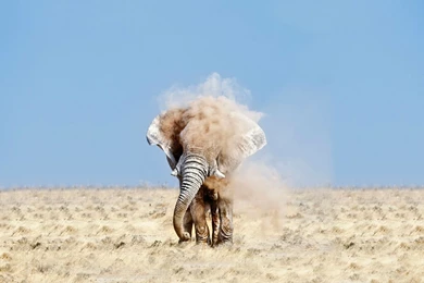 18 Elephant Backgrounds