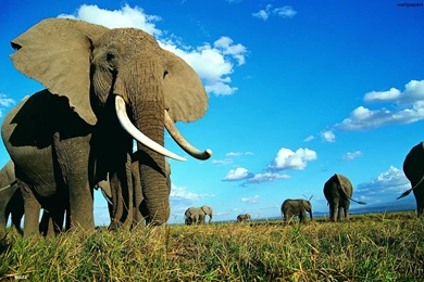 A Family Of Elephants HD Wallpapers