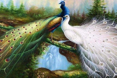 Hd wallpaper for peacock beautiful and best wallpapers