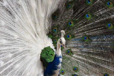 Peacock Pictures Wallpapers