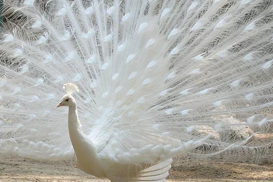 Top 100+ Most Beautiful And Colorful Pictures Of Peacock HD Images ...