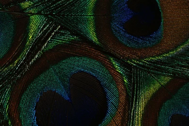 14 Wonderful HD Peacock Wallpapers   HDWallSource.com