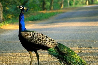 Beautiful And Amazing Peacock Wallpapers For DesktopPhotography ...