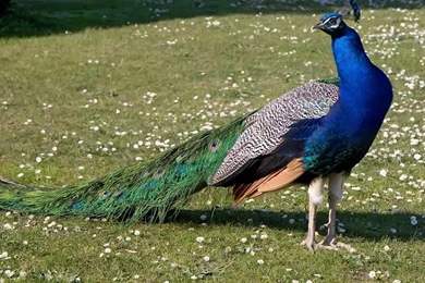 Top 28 Most Beautiful And Sweet Peacock Wallpapers In HD