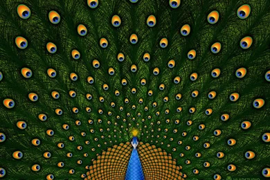 Peacock Drawing   Wallpaper.