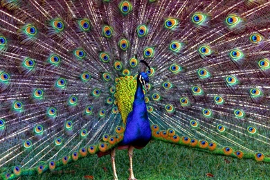 14 Wonderful HD Peacock Wallpapers   HDWallSource.com