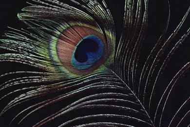 Peacock Wallpapers Desktop   Wallpapers Cave