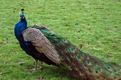 Peacock Pictures Full Size Hd Wallpapers