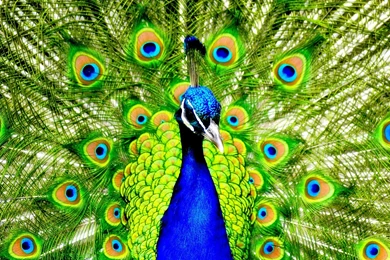 Colourful peacock