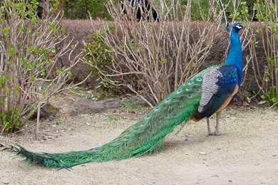 Colourful peacock