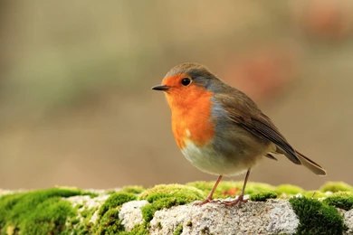 15 Fantastic HD Bird Wallpapers   HDWallSource.com