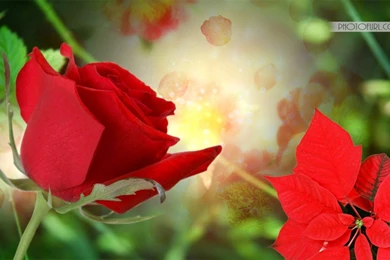 Free Animated Wallpapers For All Computers And Laptops