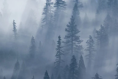 Forest Fog Wallpapers   ImgMob