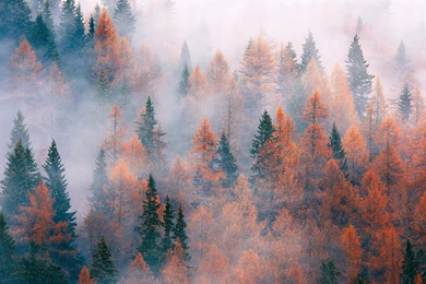 Fog In The Rusty Forest Wallpapers Nature Wallpapers