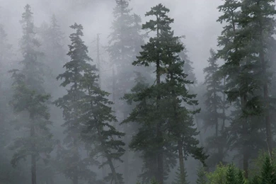 MWO: Forums How Can A Cryengine Game Be So Ugly? Page 10