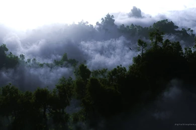 Clouds Forest Fog Woods Wallpapers   (