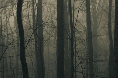 Fog Forest Tumblr Wallpaper.