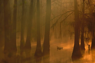 Fog In The Flooded Forest Wallpapers And Images   Wallpapers ...