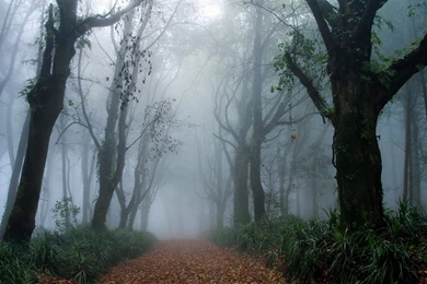 The Forest Under The Dense Fog 1920x1080 Wallpapers, 1920x1080 ...