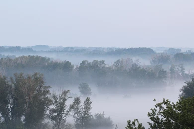 Fog Rising From The Forest Wallpapers   Nature Wallpapers