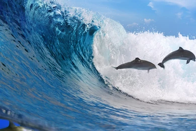 Download Wallpapers 3840x2160 Dolphins, Ocean, Wave, Freedom 4K ...