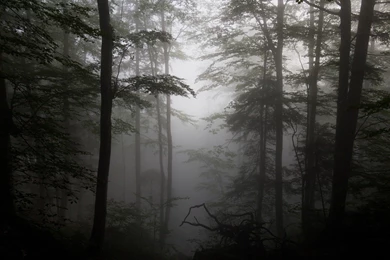 Forest Fog Driftwood Silhouettes Trees Wallpapers